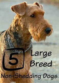 Big Bag Mini
